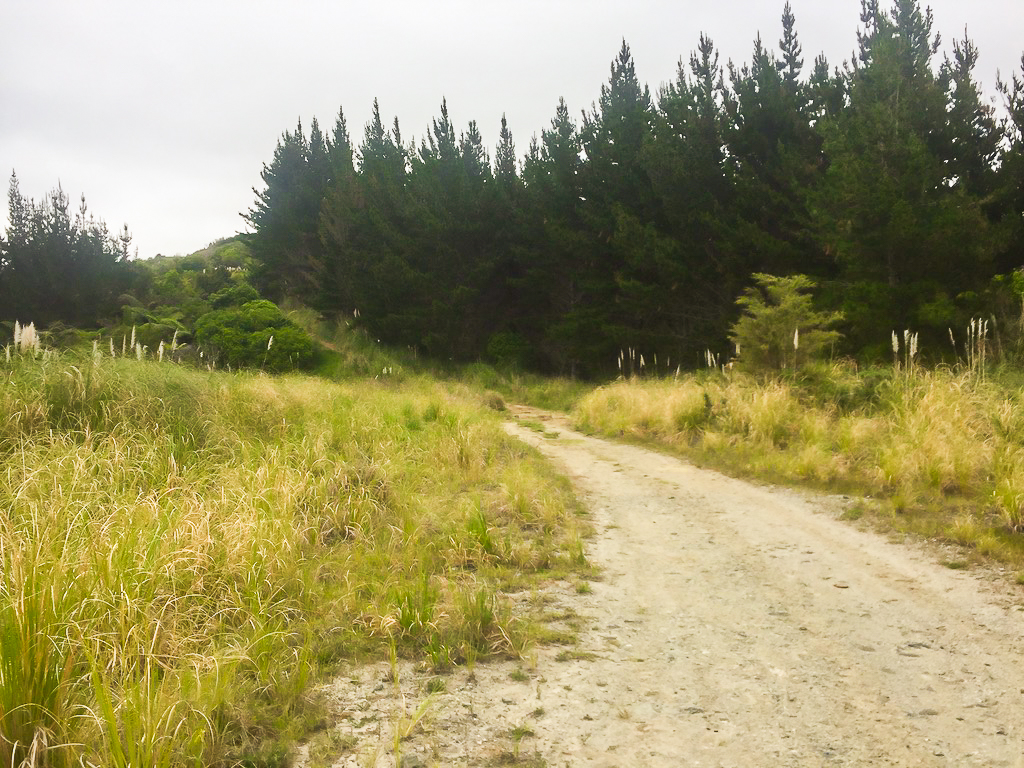 Farm Road Walk to Moirs Hill Summit - Te Araroa