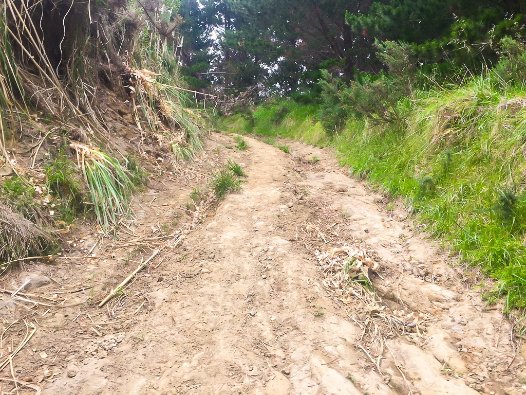 Hill Climb to Moirs Hill - Te Araroa