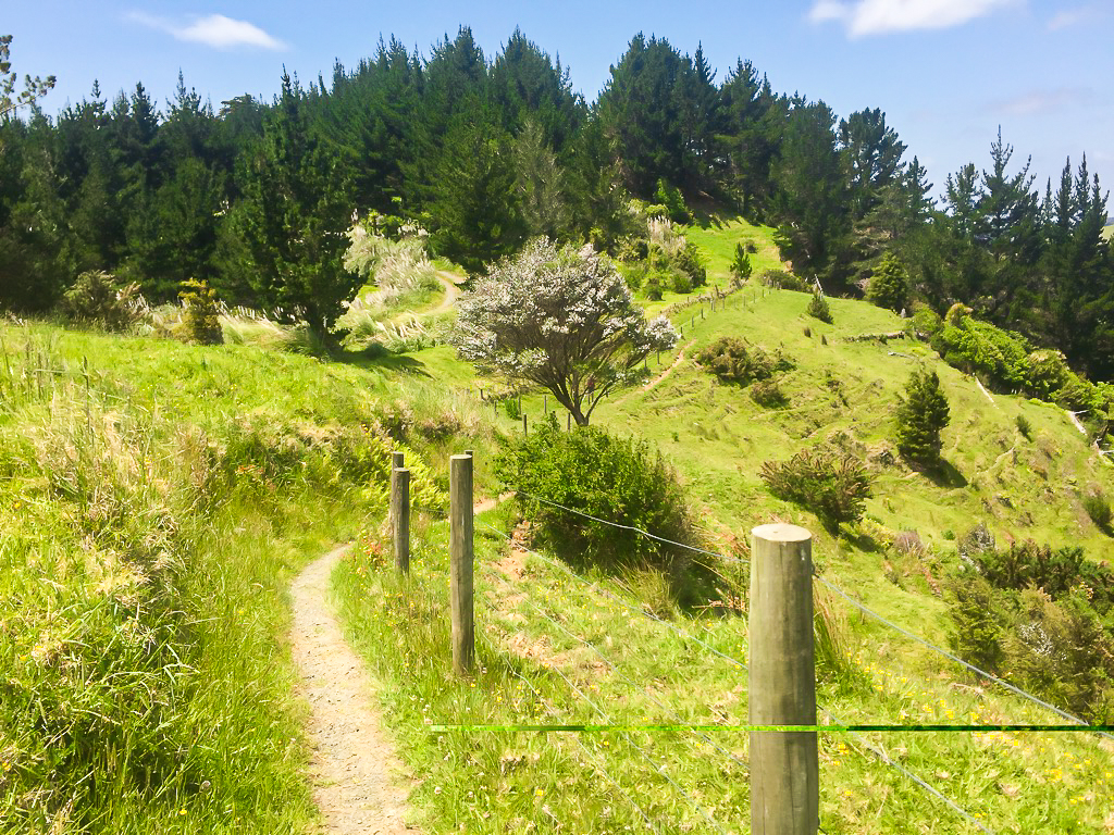 Puhoi Track Near the End - Te Araroa