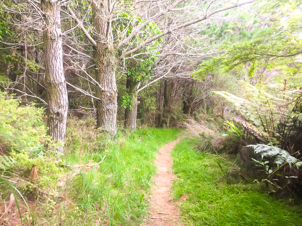 Track to Puhoi - Te Araroa