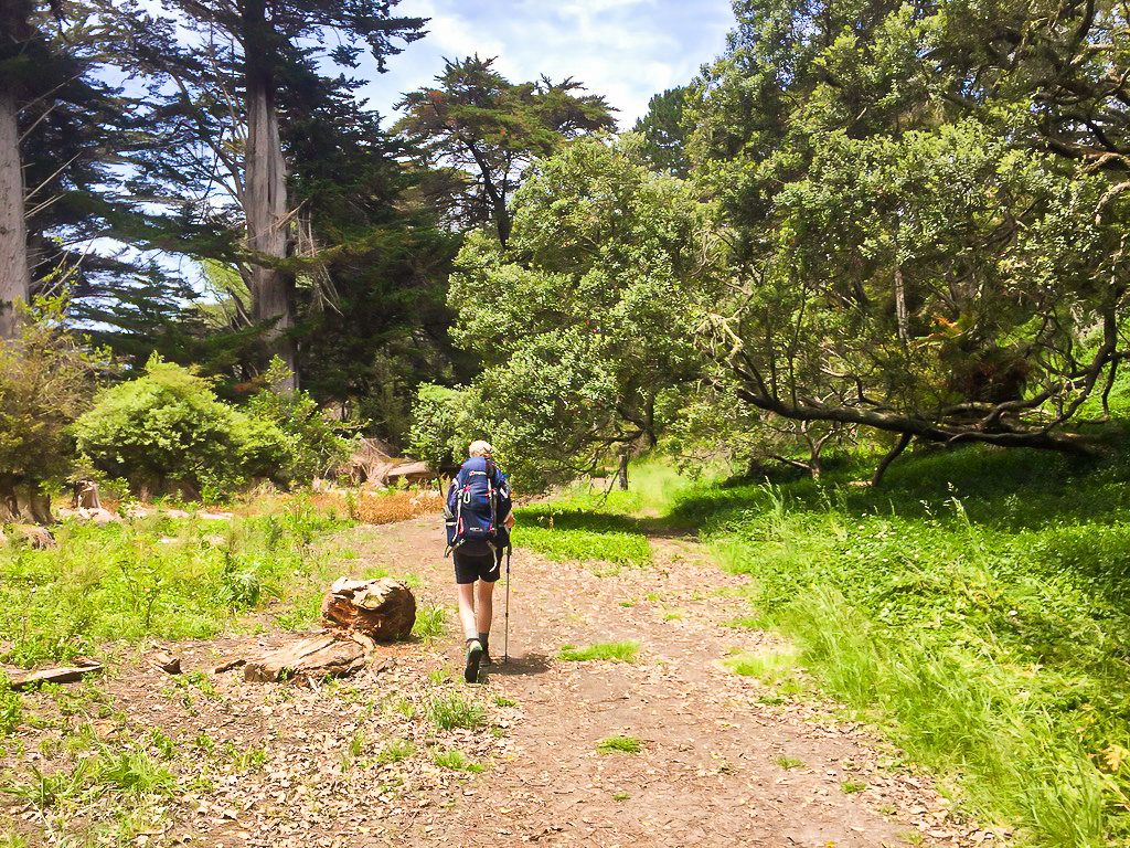 Okura Bush Track - Te Araroa