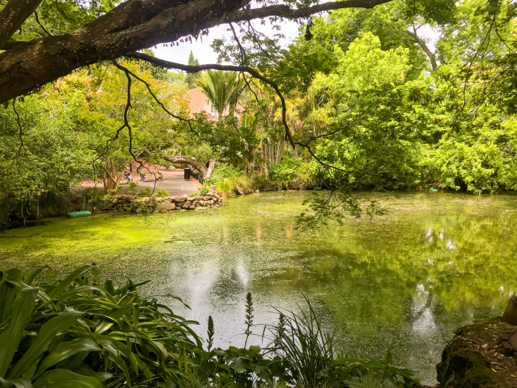 Auckland Domain Pond - Te Araroa Trail Blog