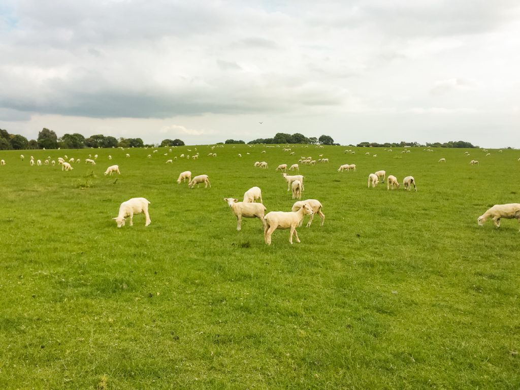 Flock of Sheep in Paddock at Ambury Regional Park & Farm - Te Araroa Trail Blog