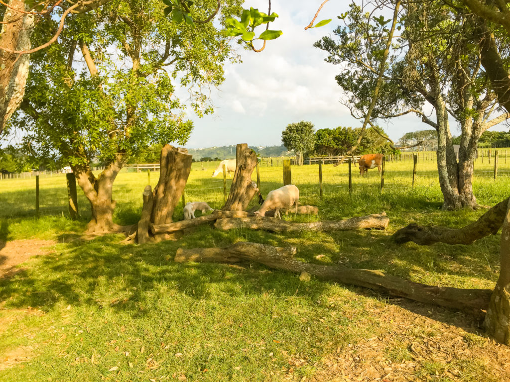 Ambury Regional Park Lambs - Te Araroa