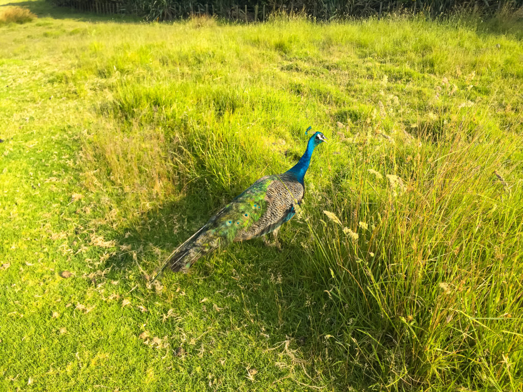Ambury Regional Park Peacock - Te Araroa
