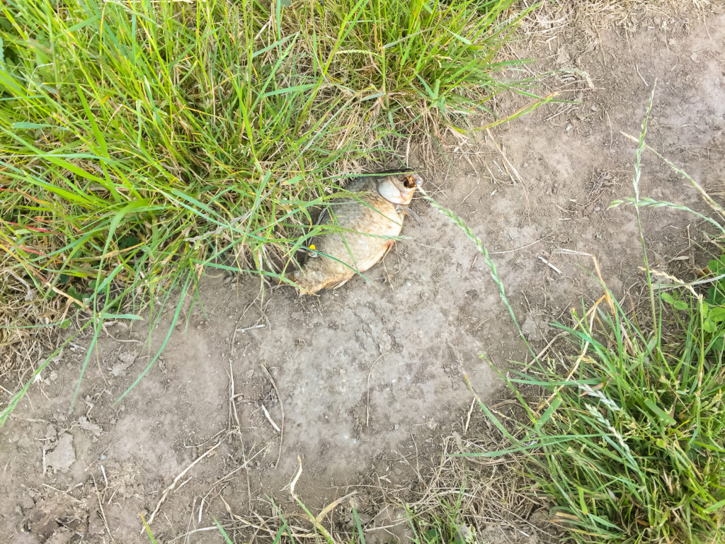 Dead Fish on the Trail into Huntly - Te Araroa Trail Blog
