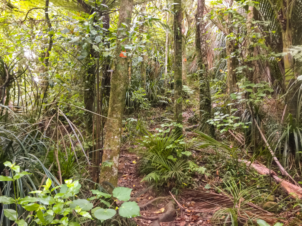 Steep climbs on the Hakarimata walkway - Te Araroa Trail Blog