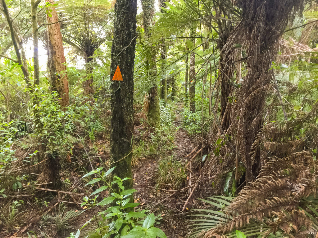 Trail markers save the day in the dense bush of Hakarimata - Te