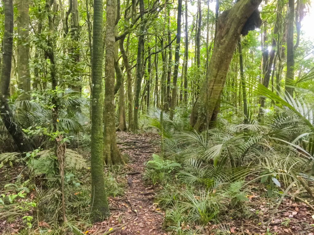 The trail through the Hakarimata forest - Te Araroa Trail Blog