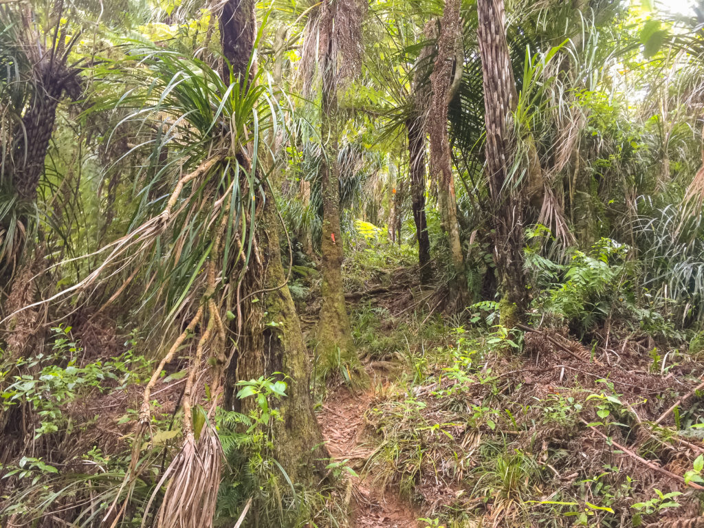 Hiking up to the summit on a densely overgrown track - Te Araroa