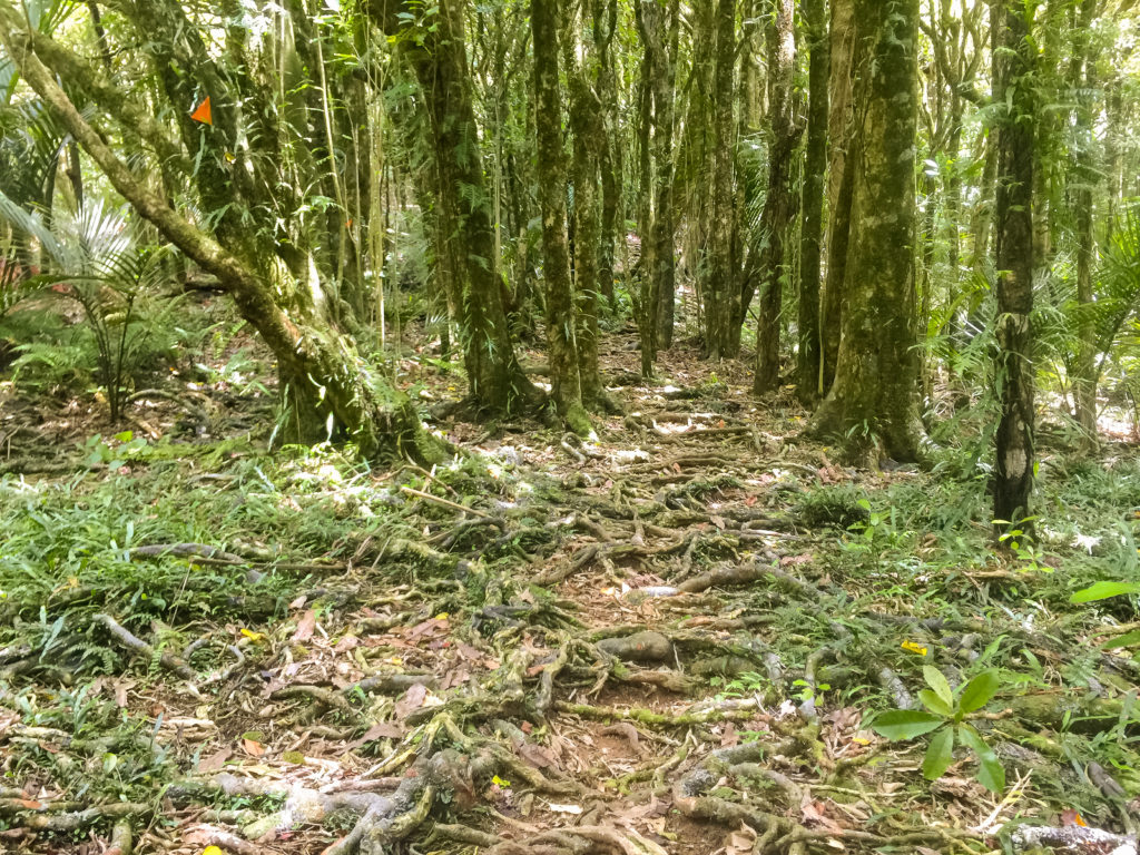 A rooty track dominates the majority of the ridge walk on Hakari
