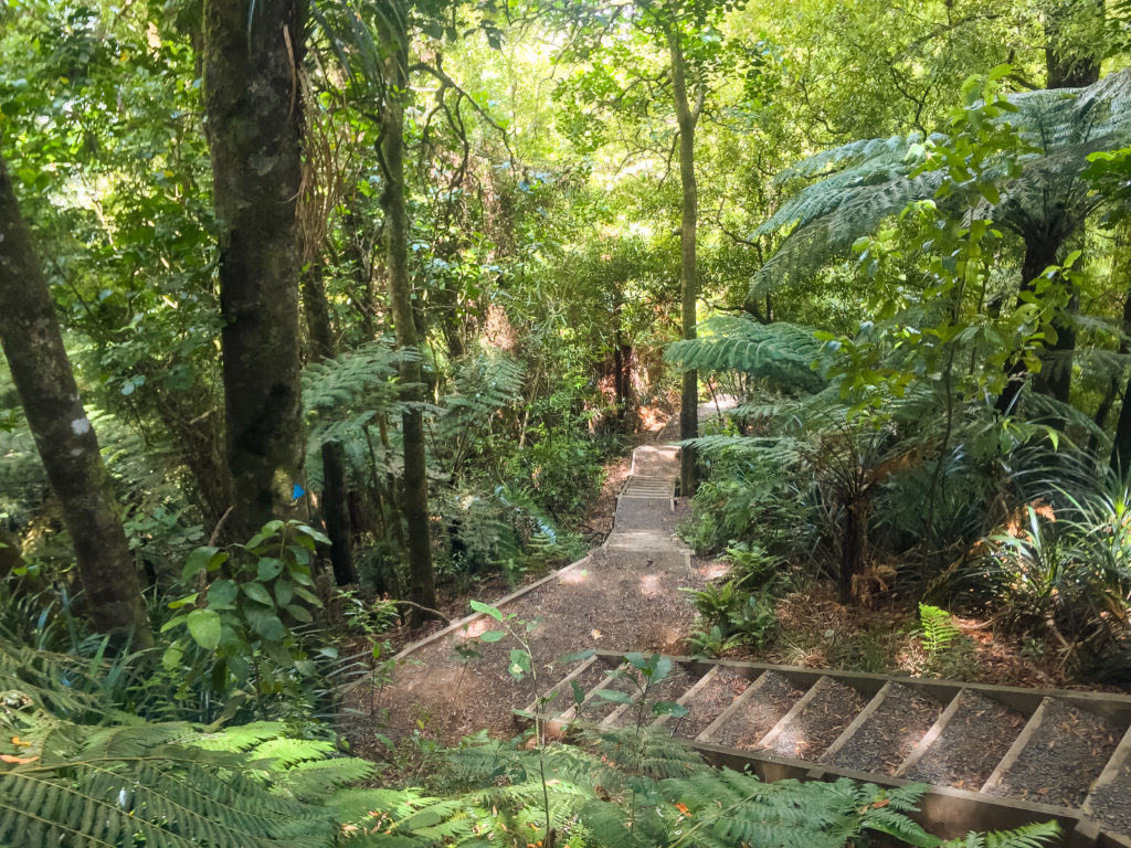 A set of stairs on the Hakarimata Walkway - Te Araroa Trail Blog