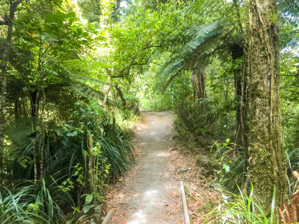A well graded track on the Hakarimata Walkway - Te Araroa Trail
