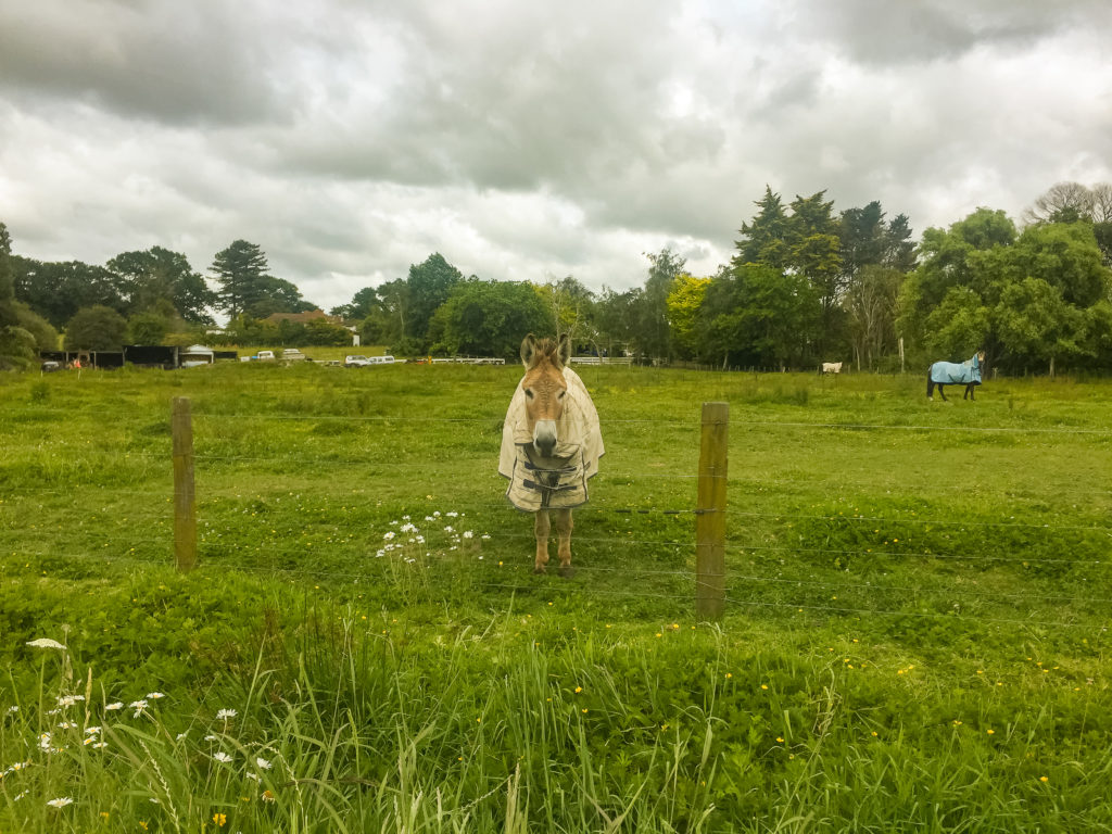 Donkey in field on Te Awa Cycleway - Te Araroa Trail Blog