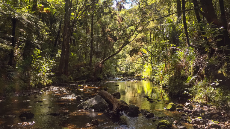 Te Araroa Trail Blog Day 10: Waikare to Oakura