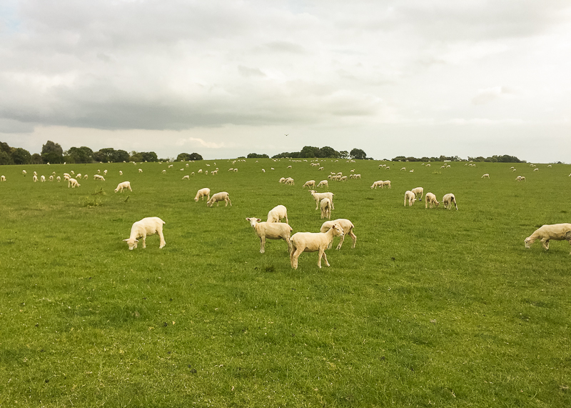 Hiking through a sheep paddock.