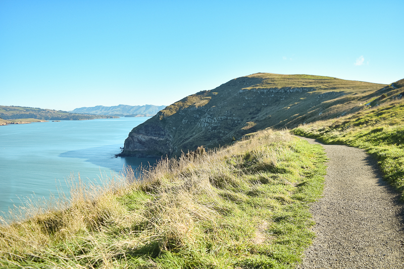 Hiking back to the Lyttelton Inlet on the Godley Head Walk