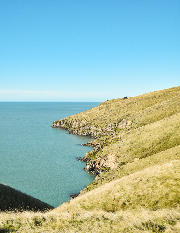 Coastline at Taylor's Mistake on the Godley Head Walk