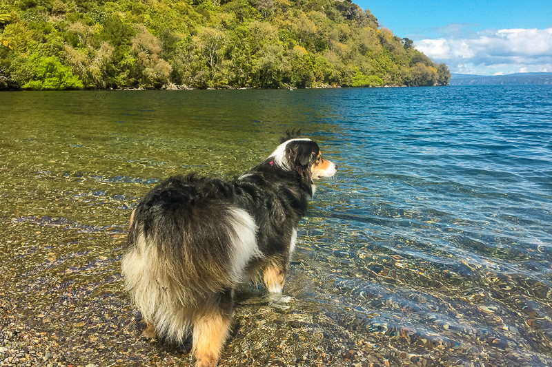 Swimming at Kawakawa Bay - K2K Track