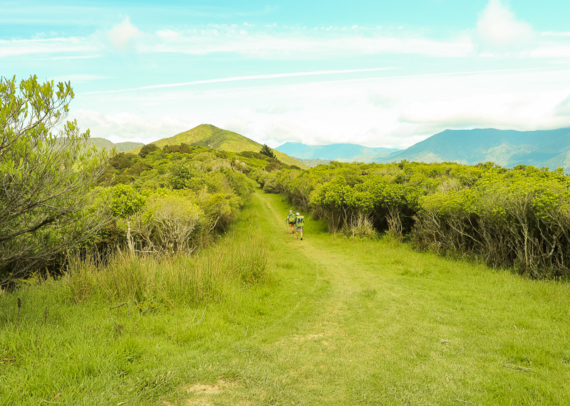 Ridgeline walking on the Queen Charlotte Track an intermediate type of hiking trail in NZ.