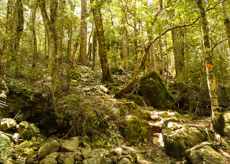 In the Advanced types of hiking trail category is the Pelorus River Track which involves this steep climb to Rocks Hut.