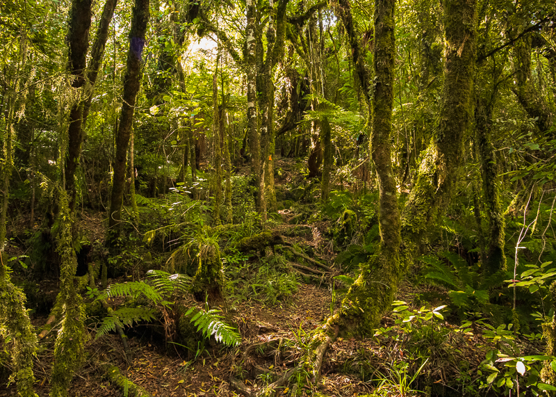 Mt Titiraupenga summit track is wet and boggy in places making it look like a goblin forest.