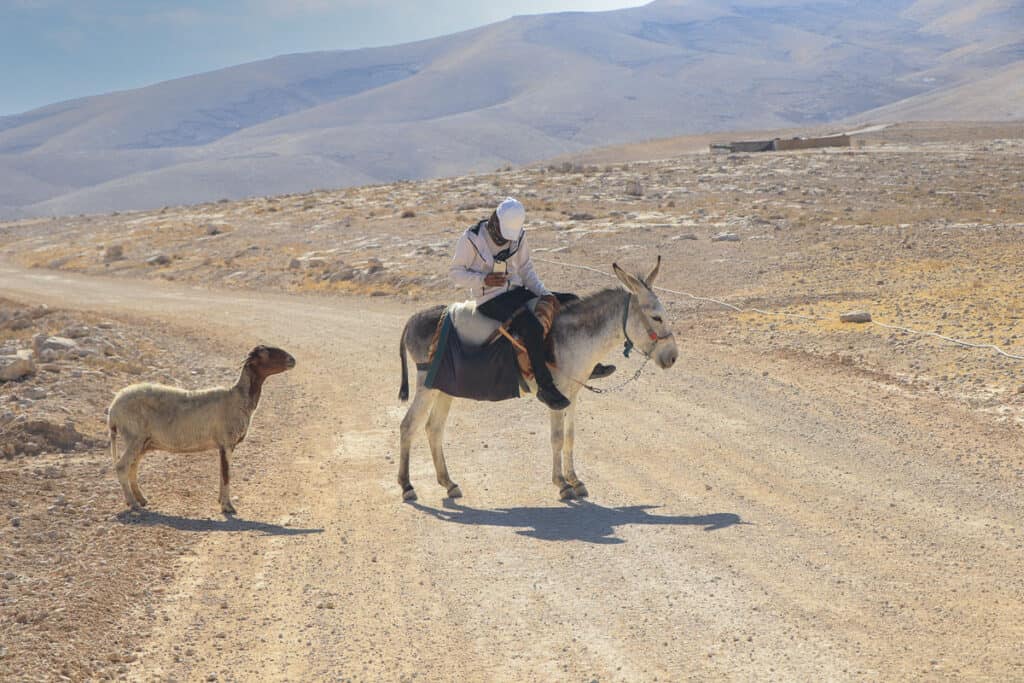 Donkeys in the desert on the Israel National Trail.