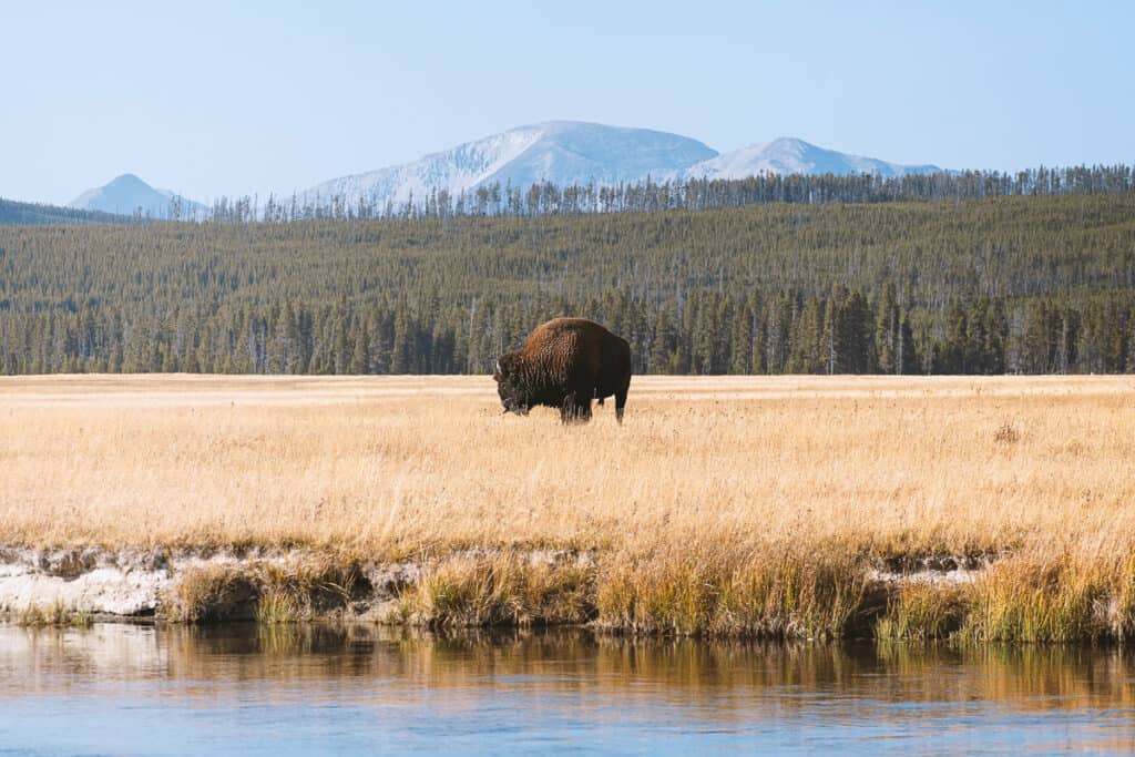 Wild bison on the Continental Divide Trail.