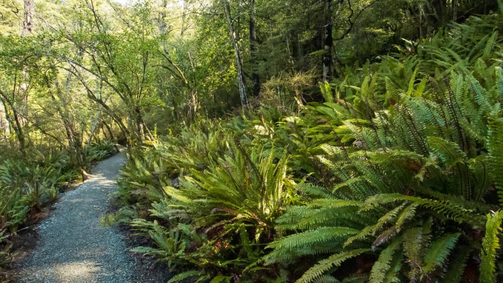 crown ferns on the sharplin falls track